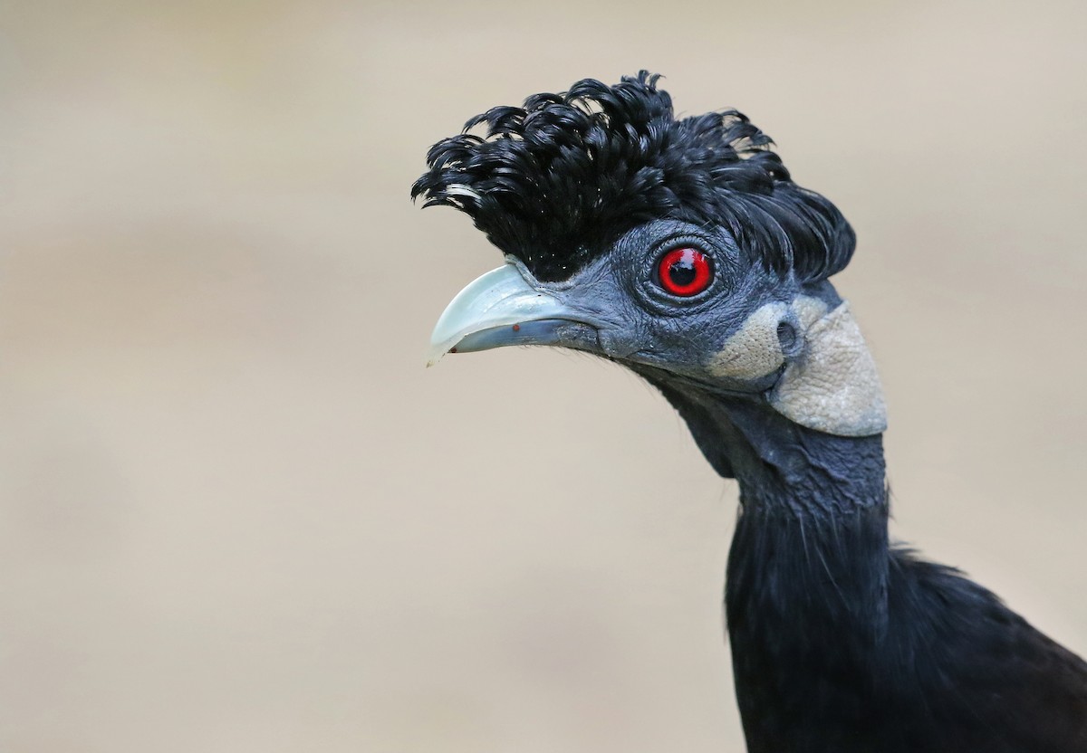 Southern Crested Guineafowl - Andrew Spencer