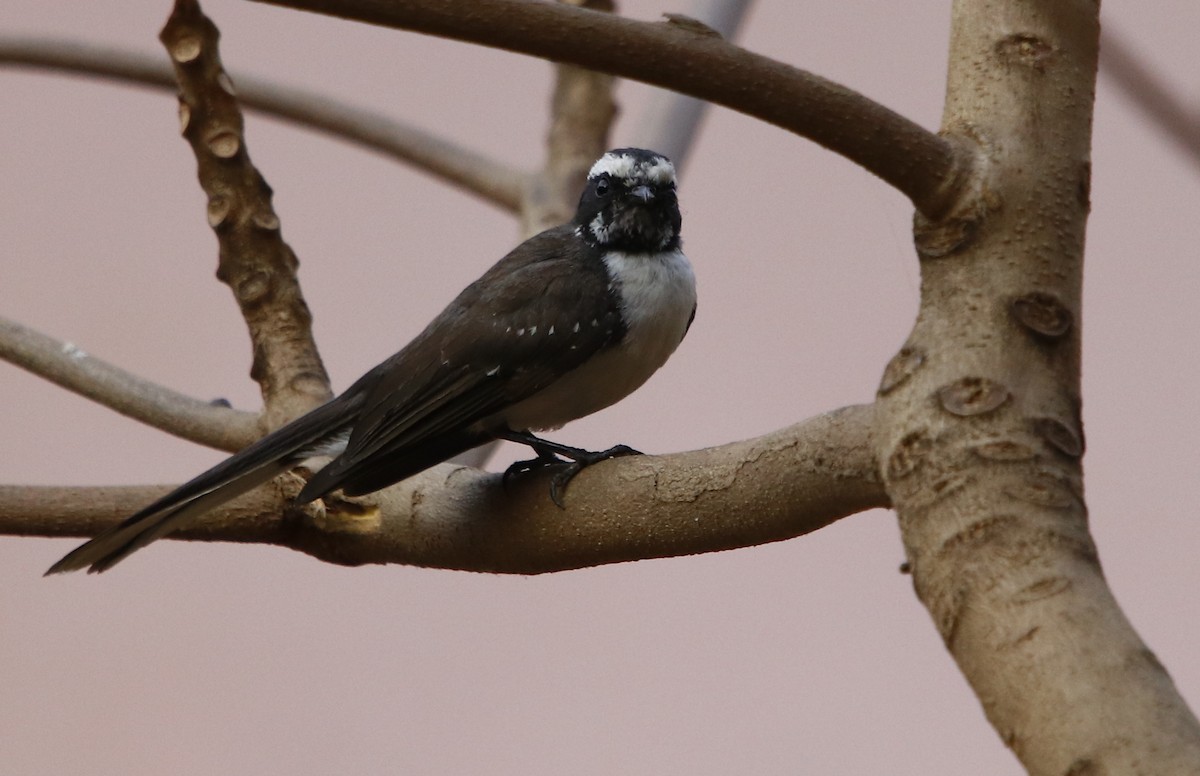 White-browed Fantail - ML311938131