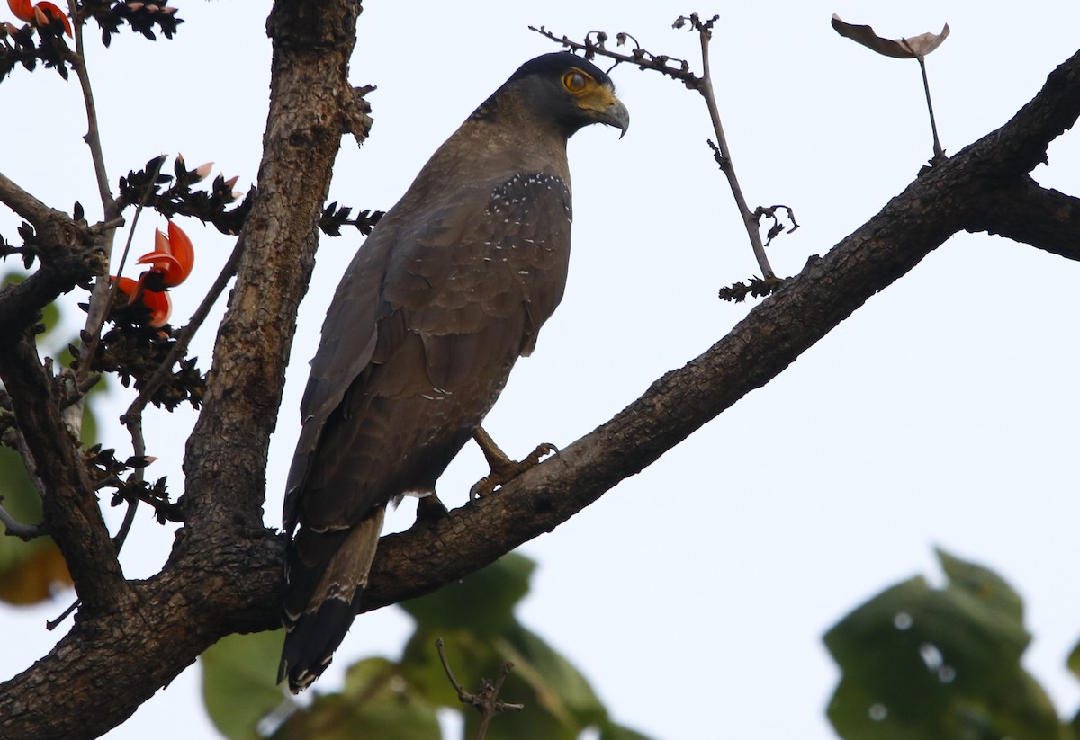 Crested Serpent-Eagle - ML311939791