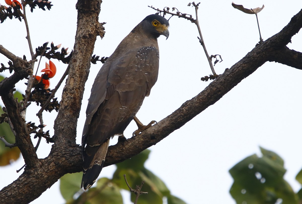 Crested Serpent-Eagle - ML311939831