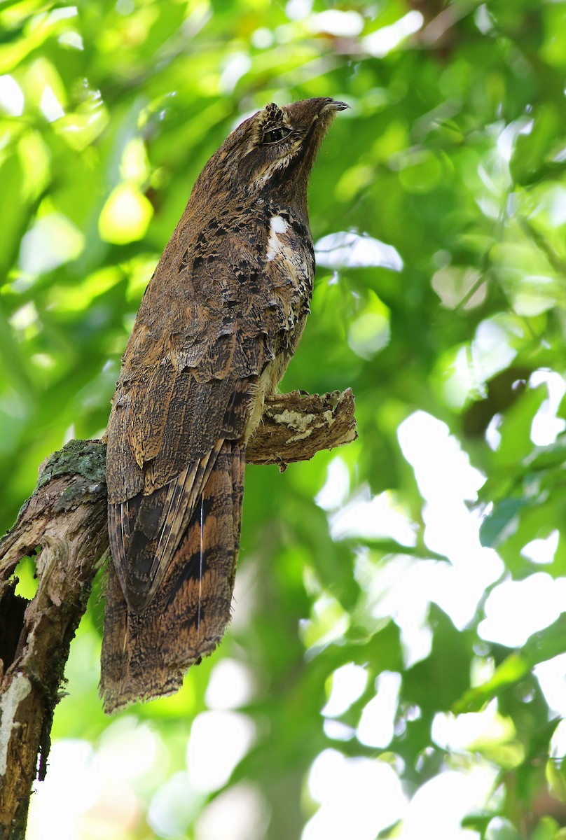 Long-tailed Potoo - Andrew Spencer