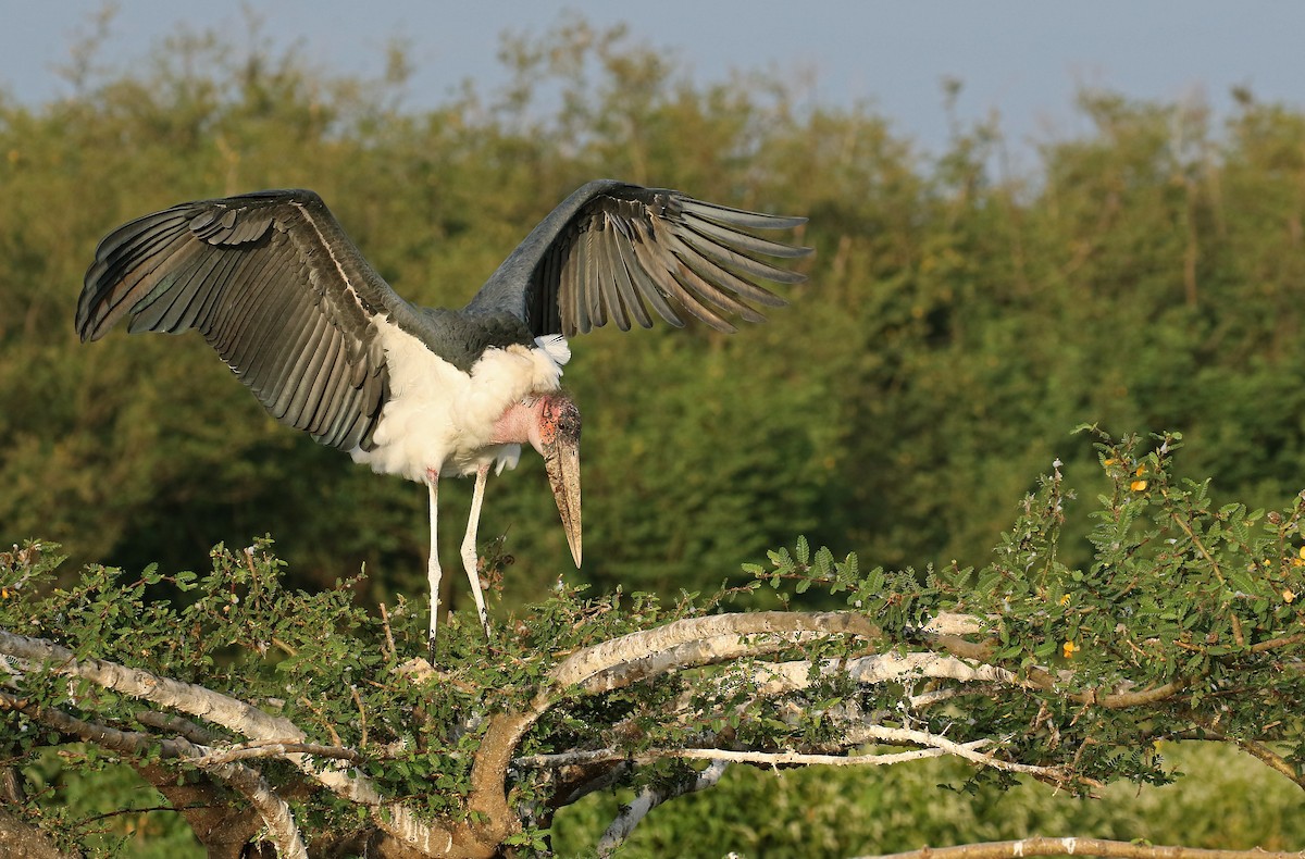 Marabou Stork - Andrew Spencer