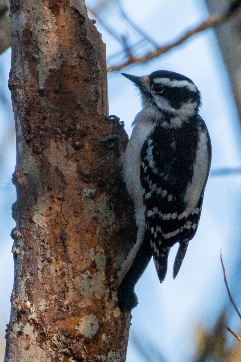 Downy Woodpecker - Steve Metchis