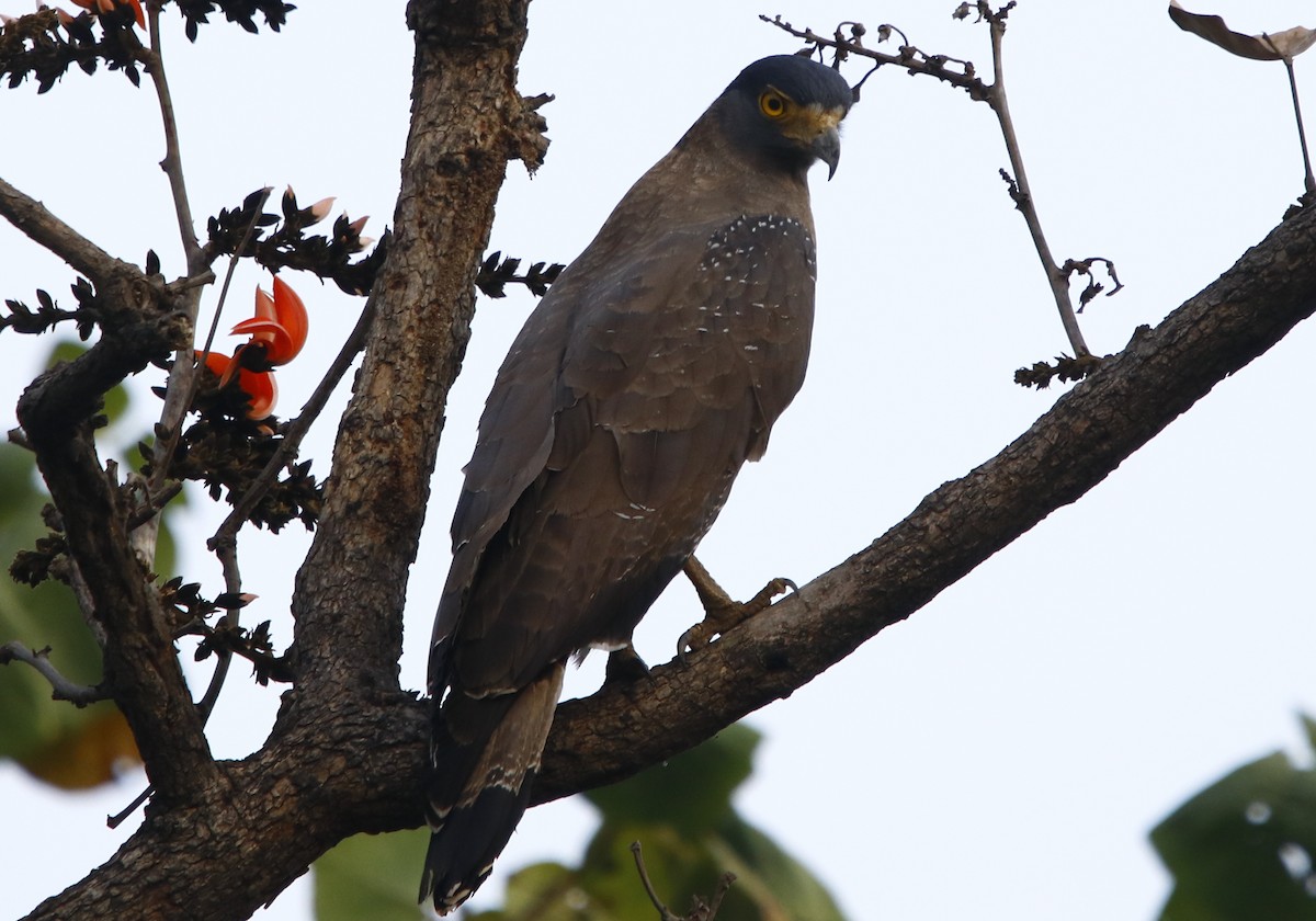 Crested Serpent-Eagle - ML311941241