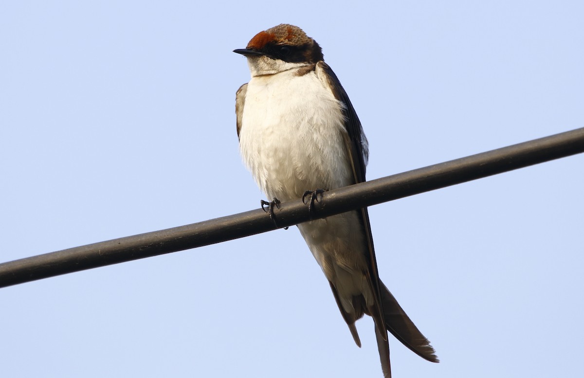 Wire-tailed Swallow - ML311942281