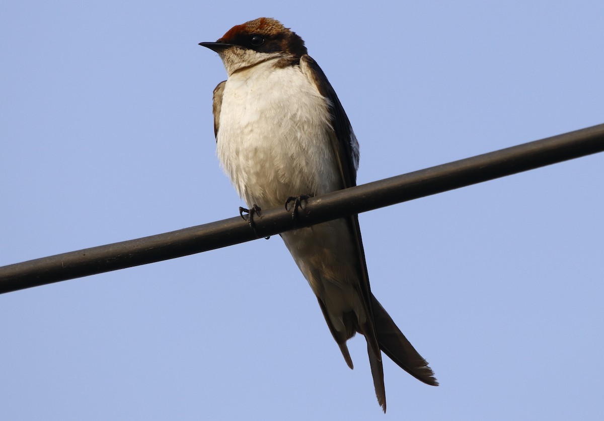 Wire-tailed Swallow - ML311942491