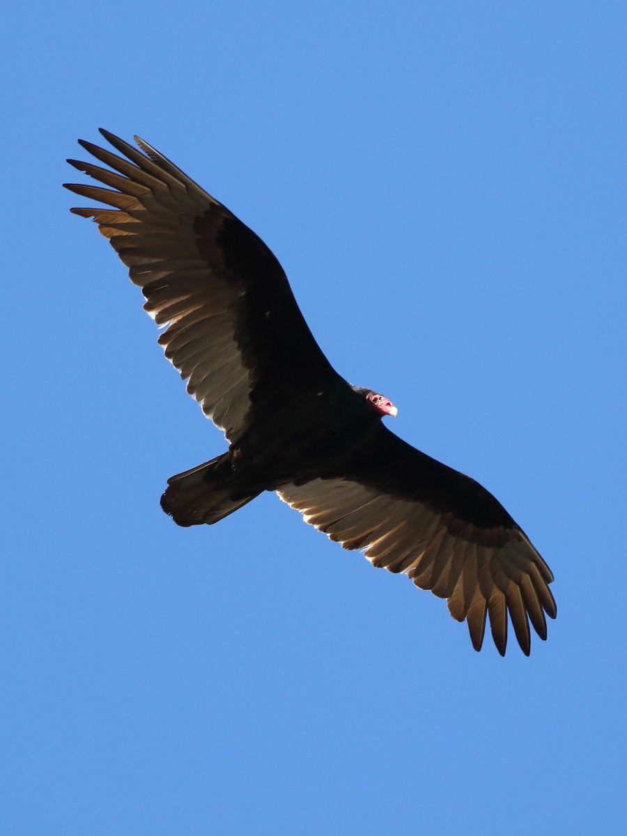 Turkey Vulture - ML311945601