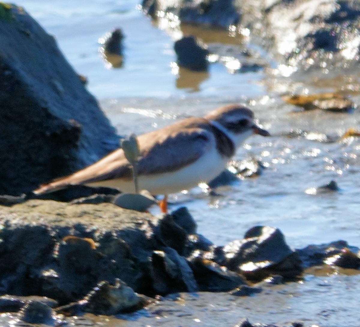Semipalmated Plover - ML311946701
