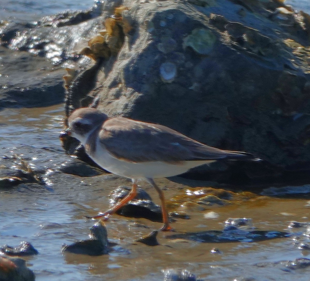Semipalmated Plover - ML311946711