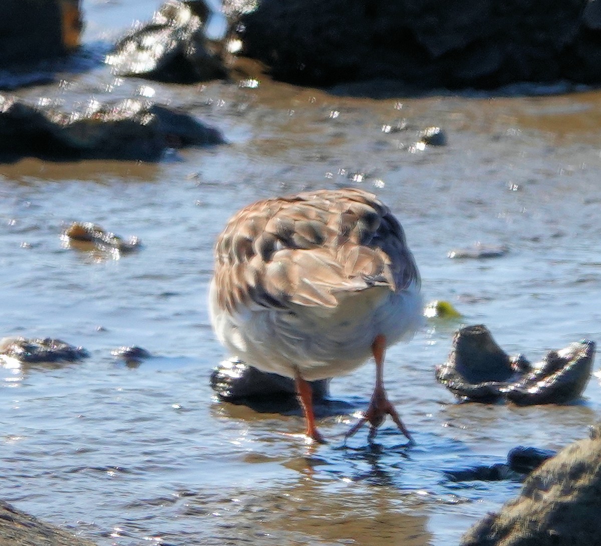 Semipalmated Plover - ML311946721