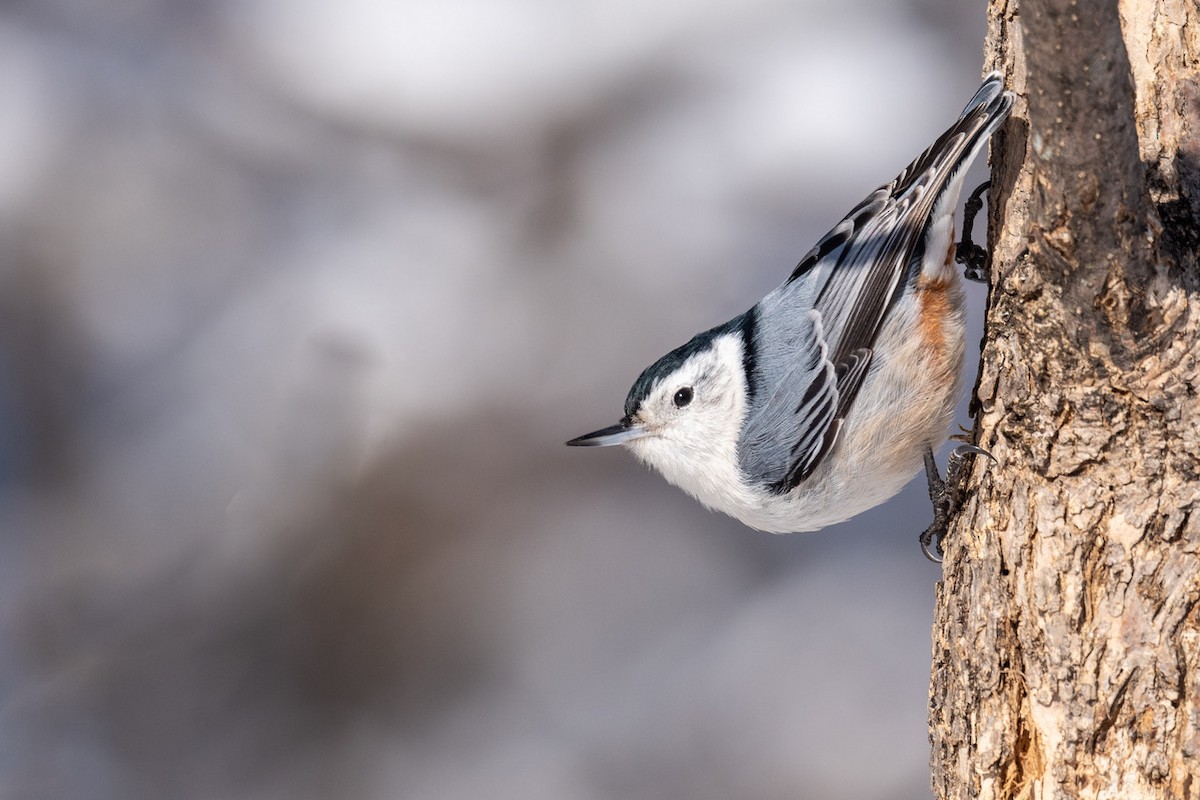 White-breasted Nuthatch - ML311947651