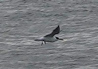 Common Tern - ML311948031