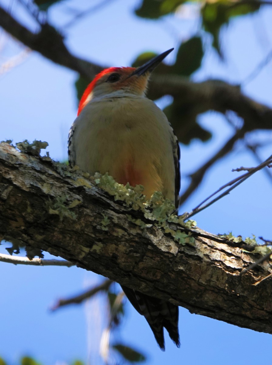 Red-bellied Woodpecker - ML311949371