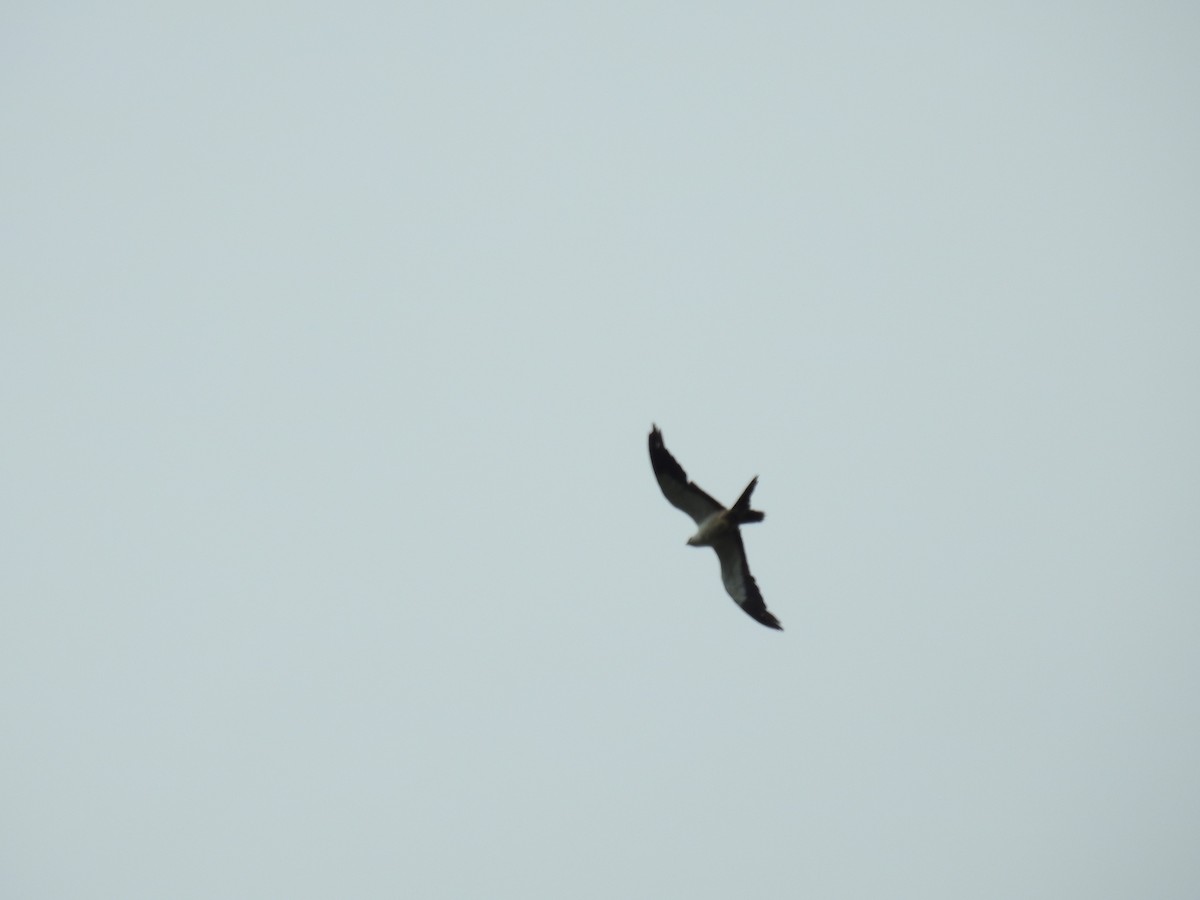 Swallow-tailed Kite - ML311952551