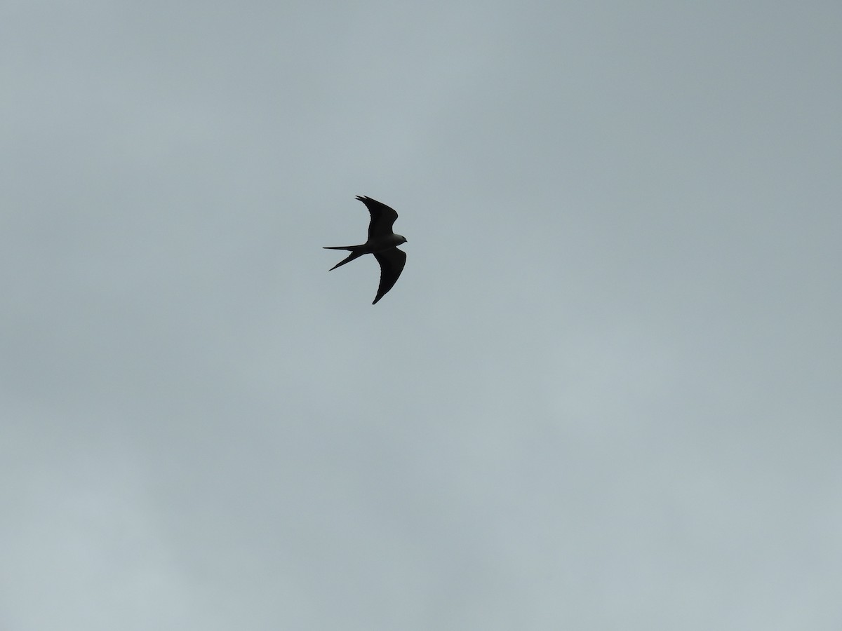 Swallow-tailed Kite - ML311953661