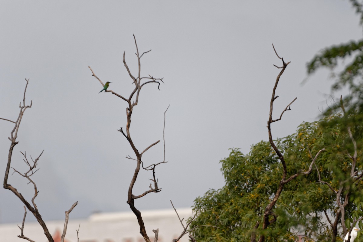 Blue-tailed Bee-eater - Anonymous