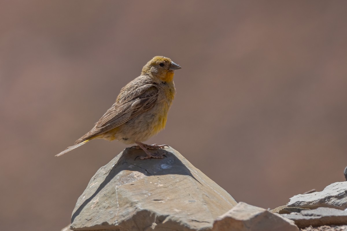 Greater Yellow-Finch - ML311956301