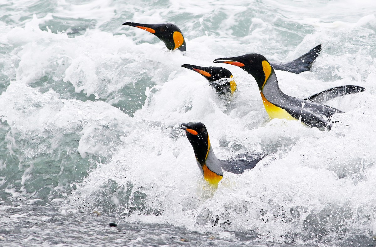 King Penguin - Andrew Spencer