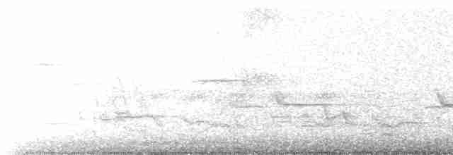 White-tailed Jay - ML311959311