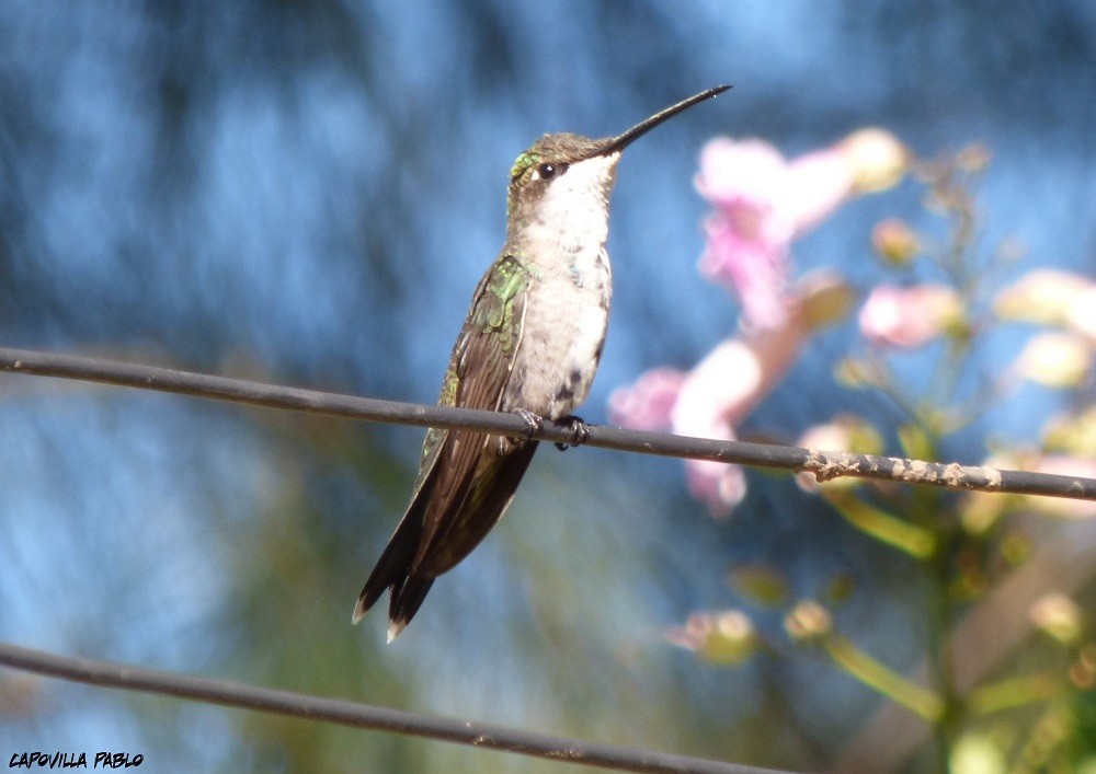 kolibřík cerradový - ML311960311