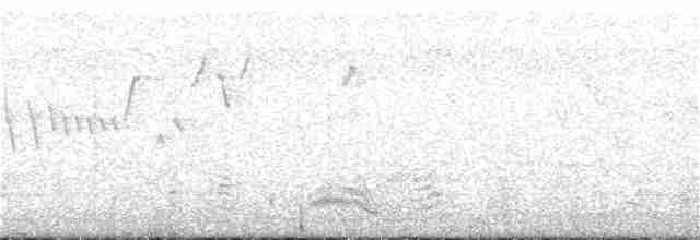 Kara Karınlı Sığırcık - ML311961171