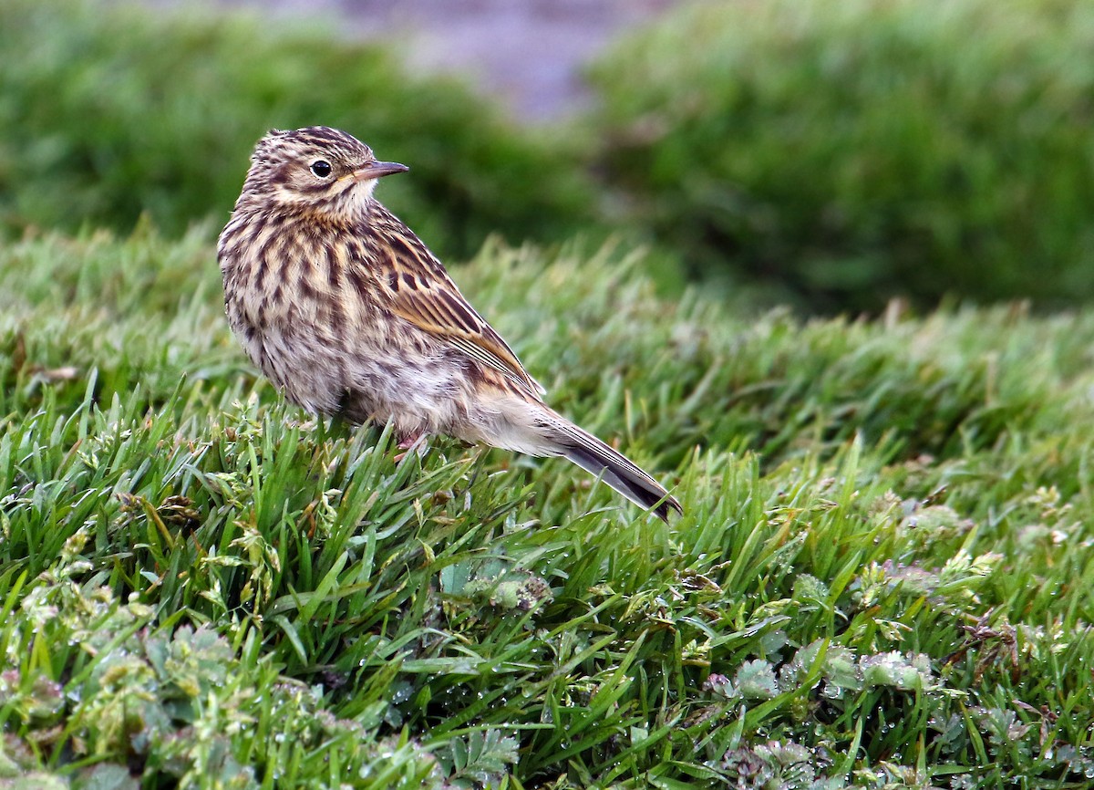 South Georgia Pipit - Andrew Spencer