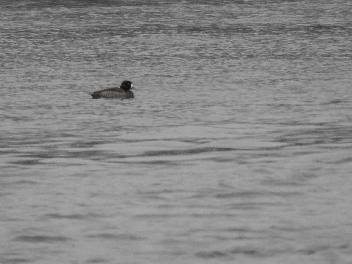 Lesser Scaup - Laurie  Keefe