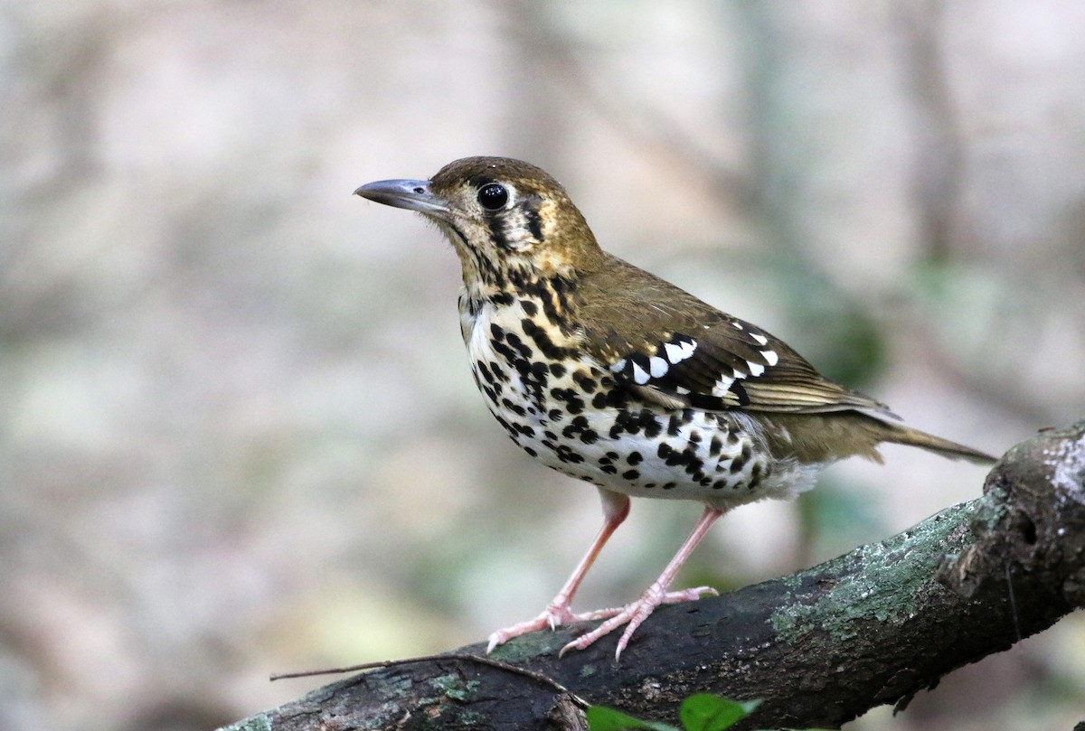 Spotted Ground-Thrush - Geokichla guttata - Birds of the World