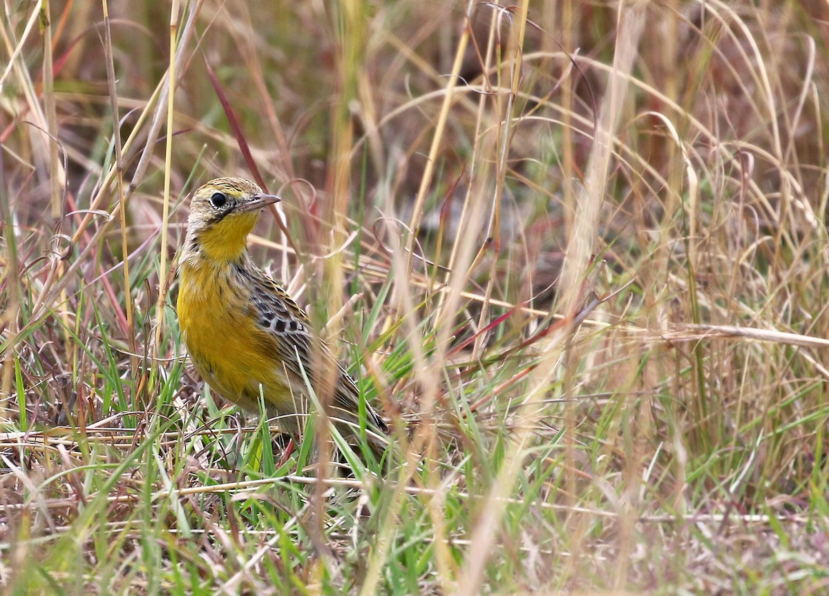 Yellow-breasted Pipit - Andrew Spencer