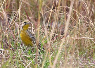  - Yellow-breasted Pipit