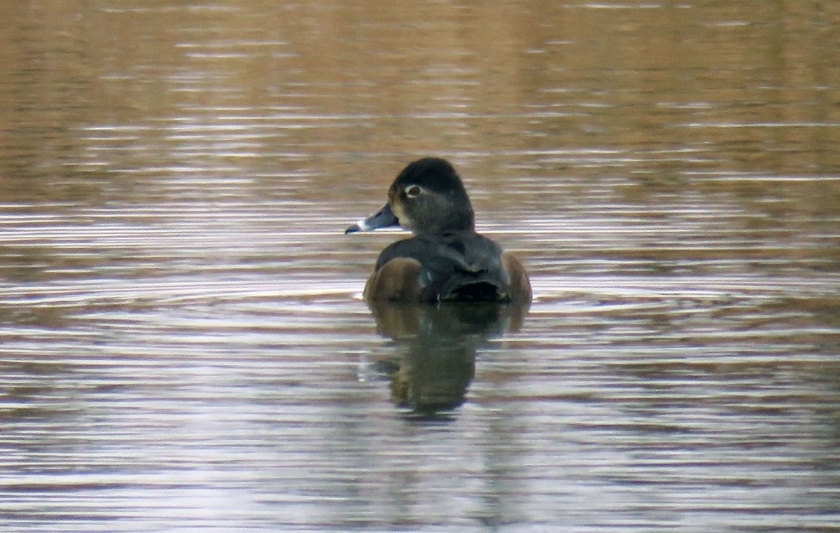 Ring-necked Duck - ML311967491