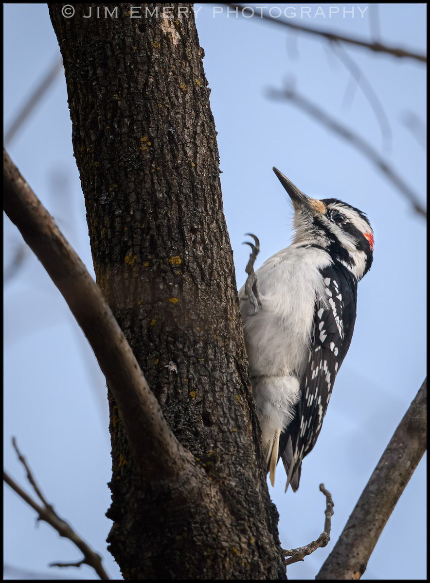 Hairy Woodpecker - ML311968771