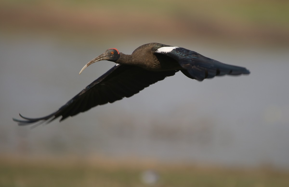 ibis bradavičnatý - ML311974131