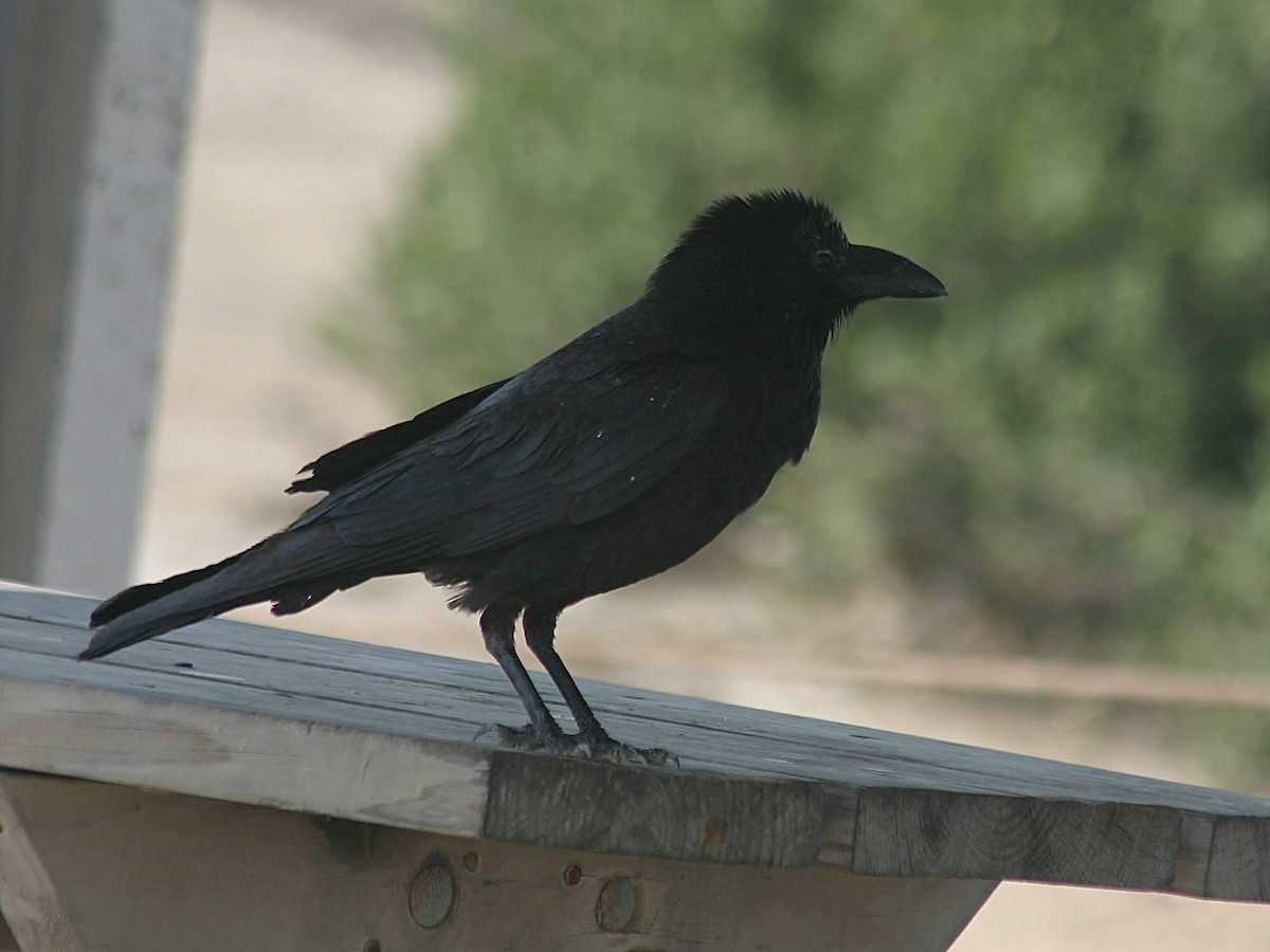 Chihuahuan Raven - Rex Stanford