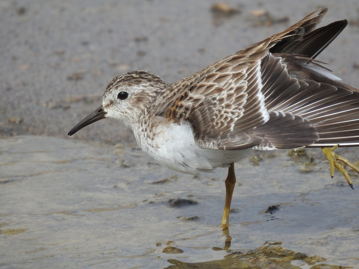 Least Sandpiper - Kevin Long