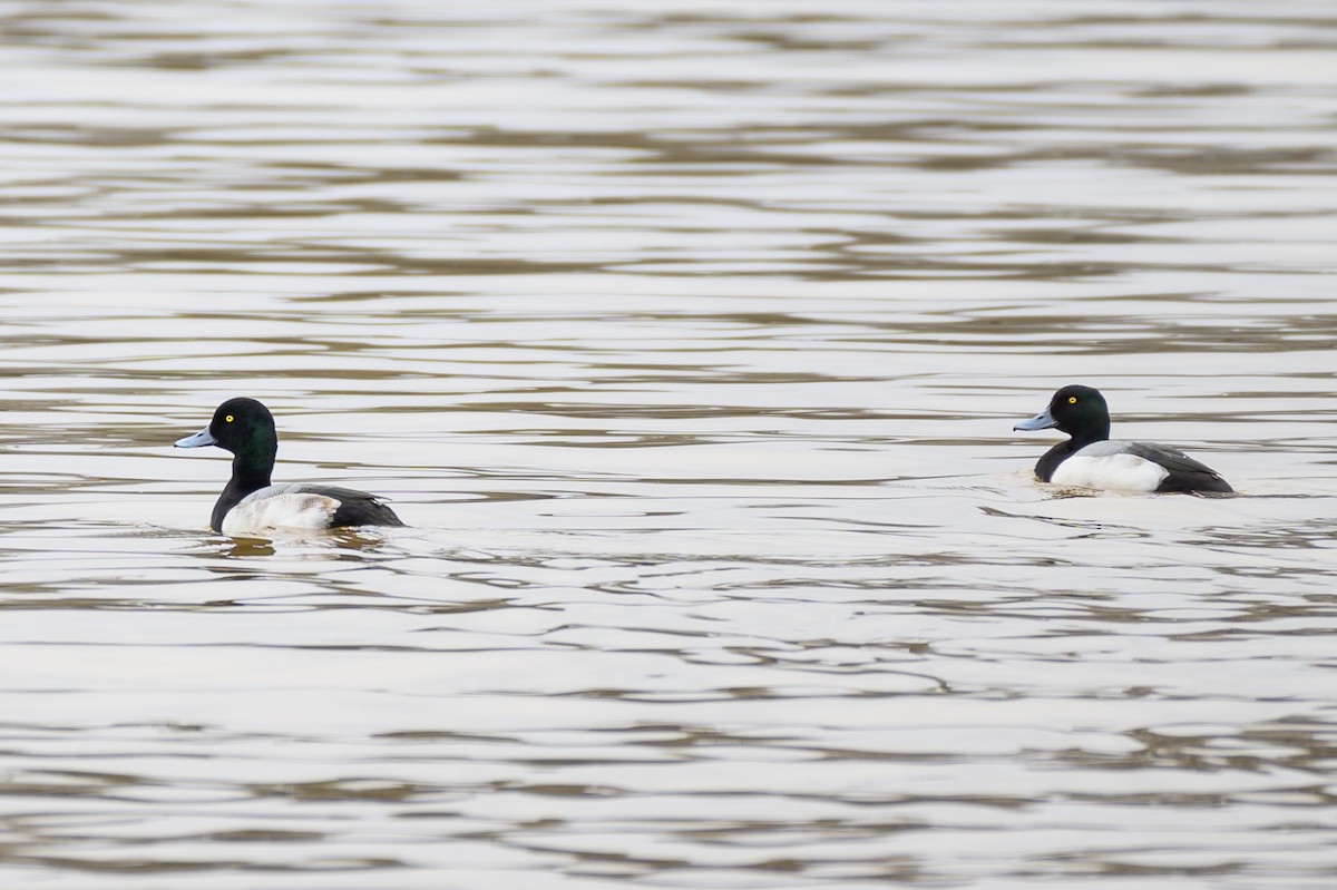 Greater Scaup - ML311986151