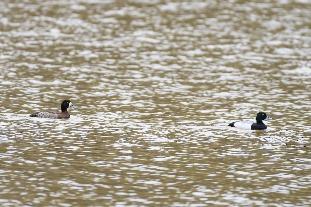 Greater Scaup - ML311986161