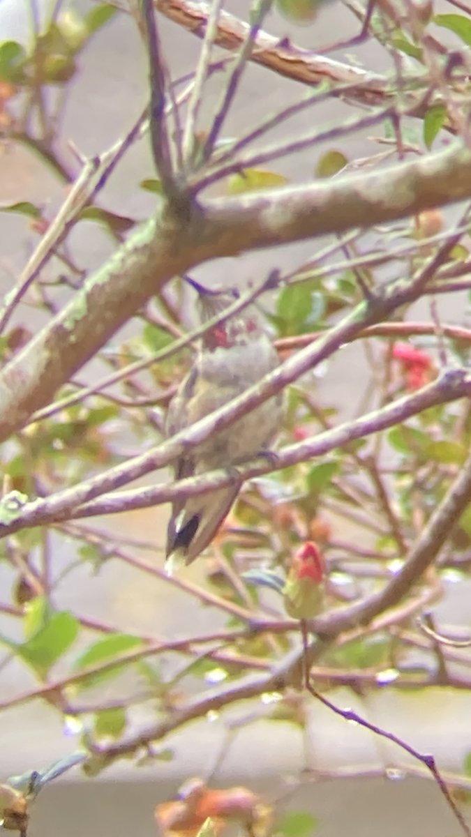 Broad-tailed Hummingbird - ML311991761