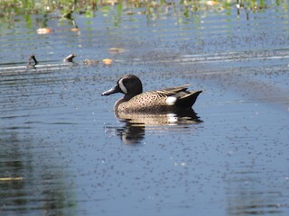 Blue-winged Teal, ML311993911