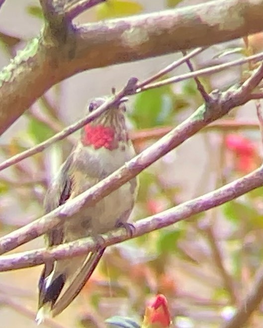 Broad-tailed Hummingbird - ML311997681