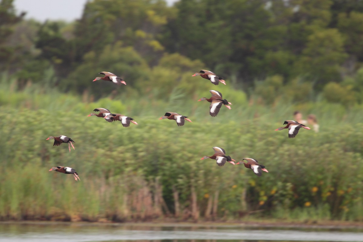 Black-bellied Whistling-Duck - Dustin Welch
