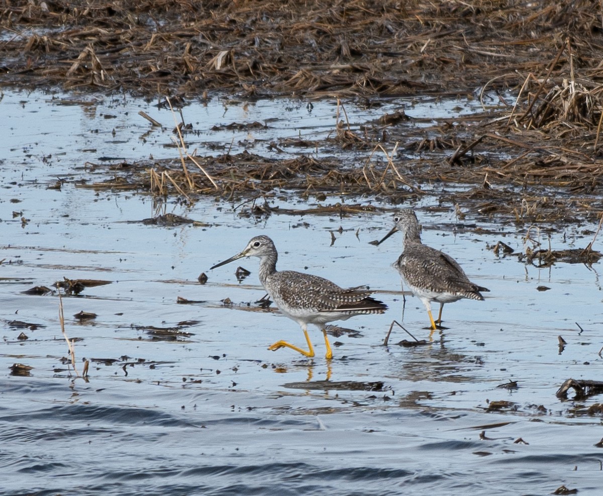 Greater Yellowlegs - Mike Yough