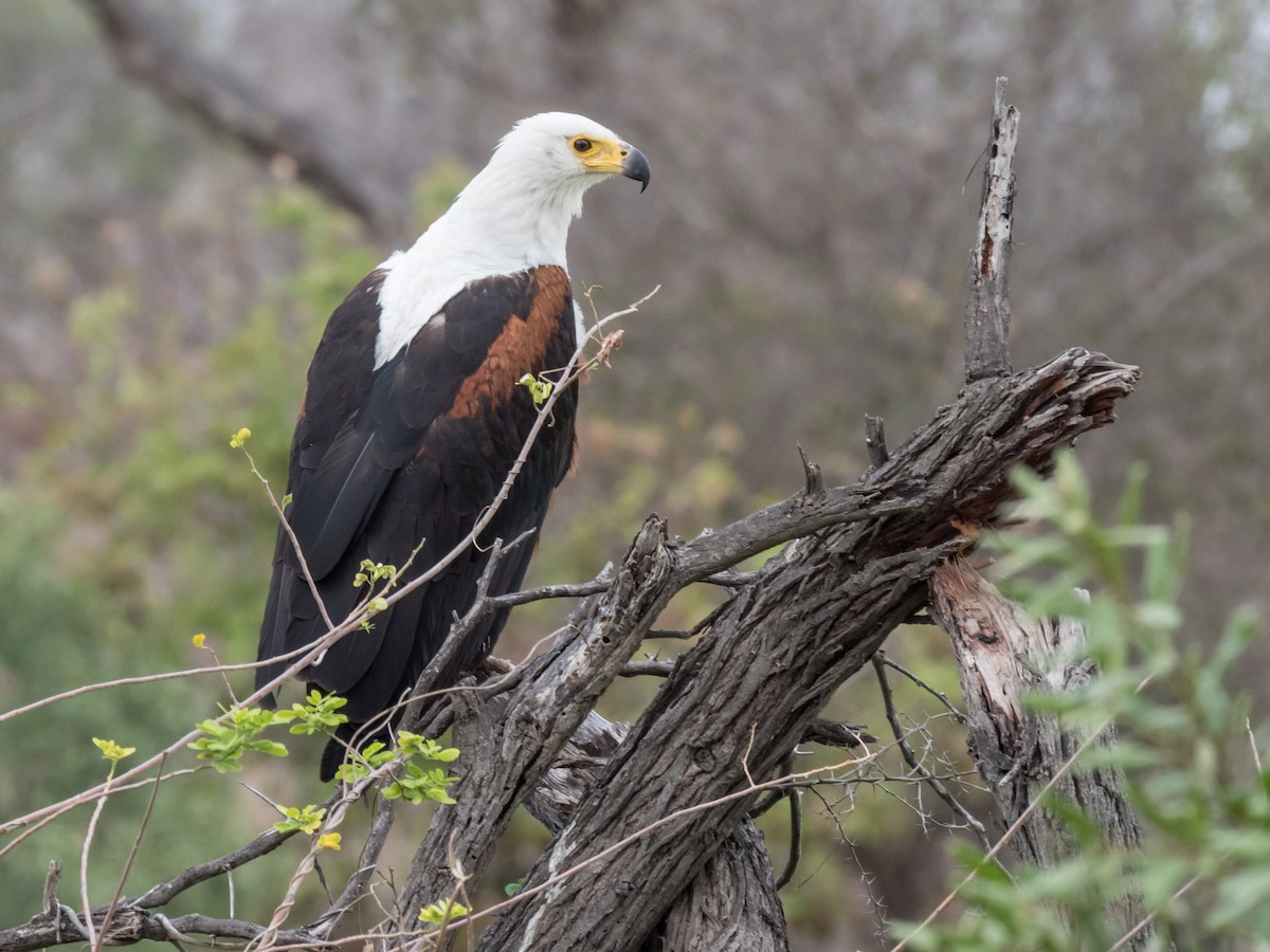 African Fish-Eagle - Peter Hellman
