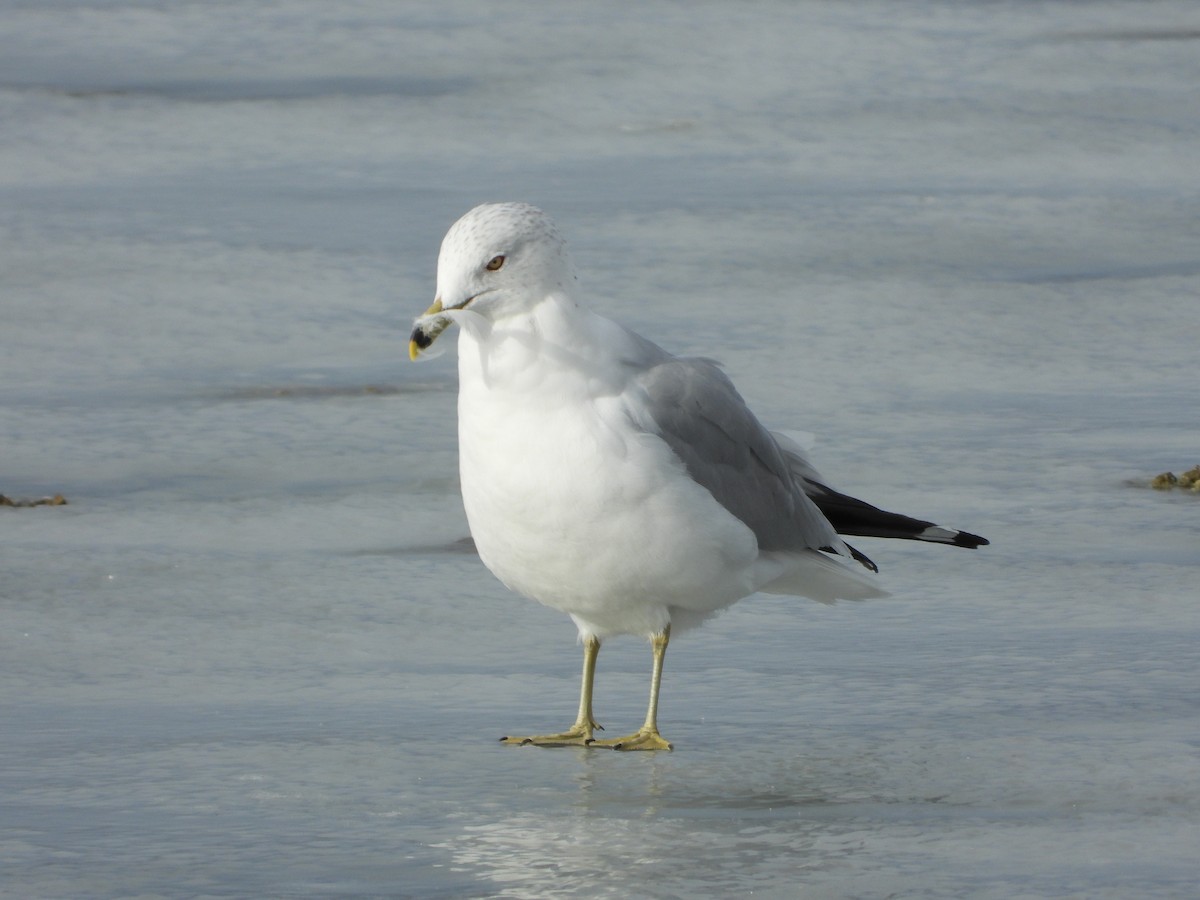 Ring-billed Gull - Jeff Percell