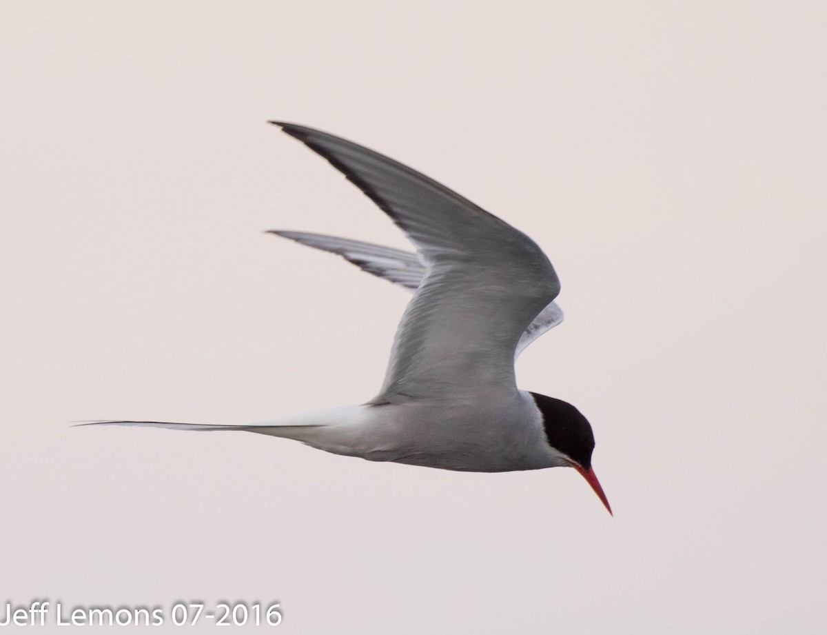 Arctic Tern - Jeff Lemons