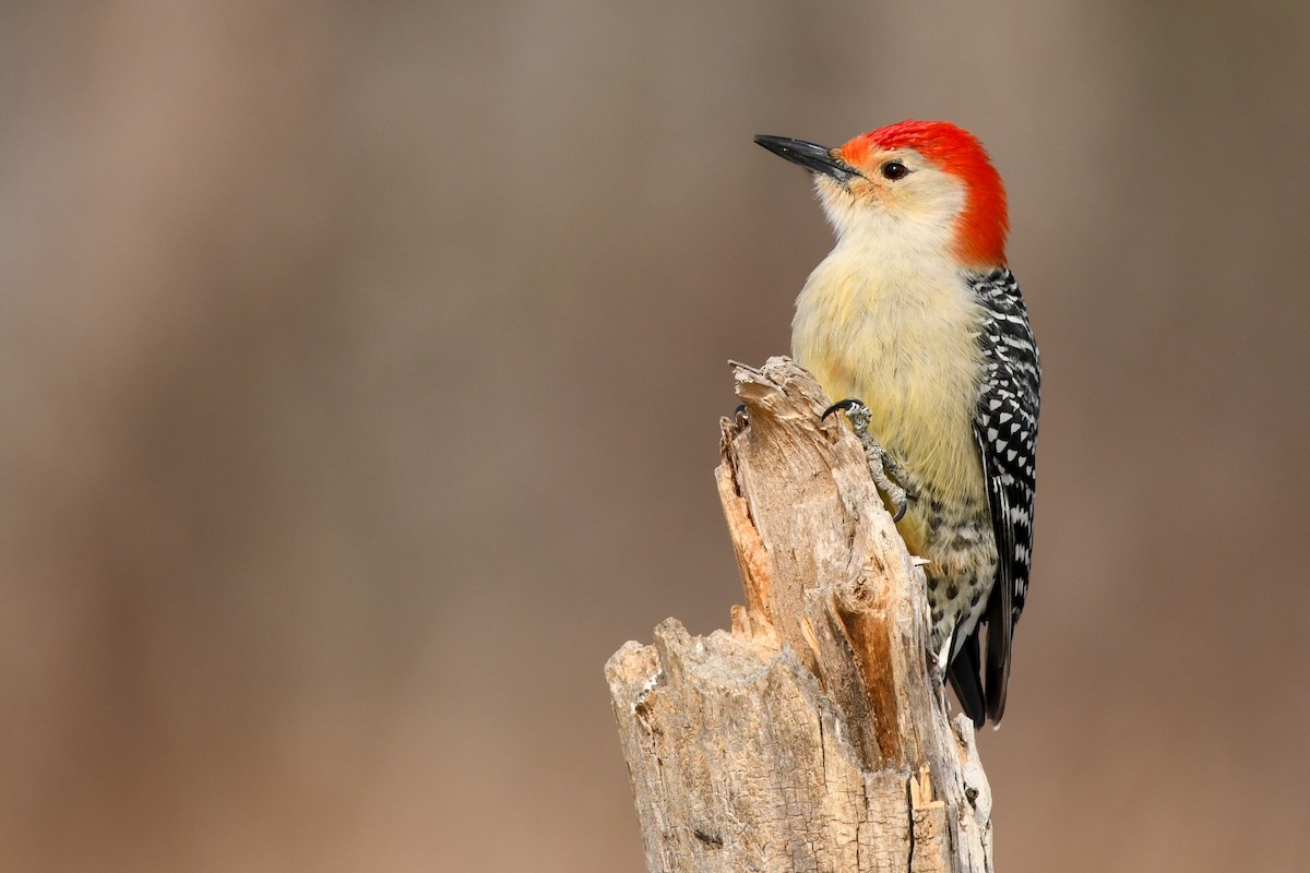 Red-bellied Woodpecker - Manny Salas