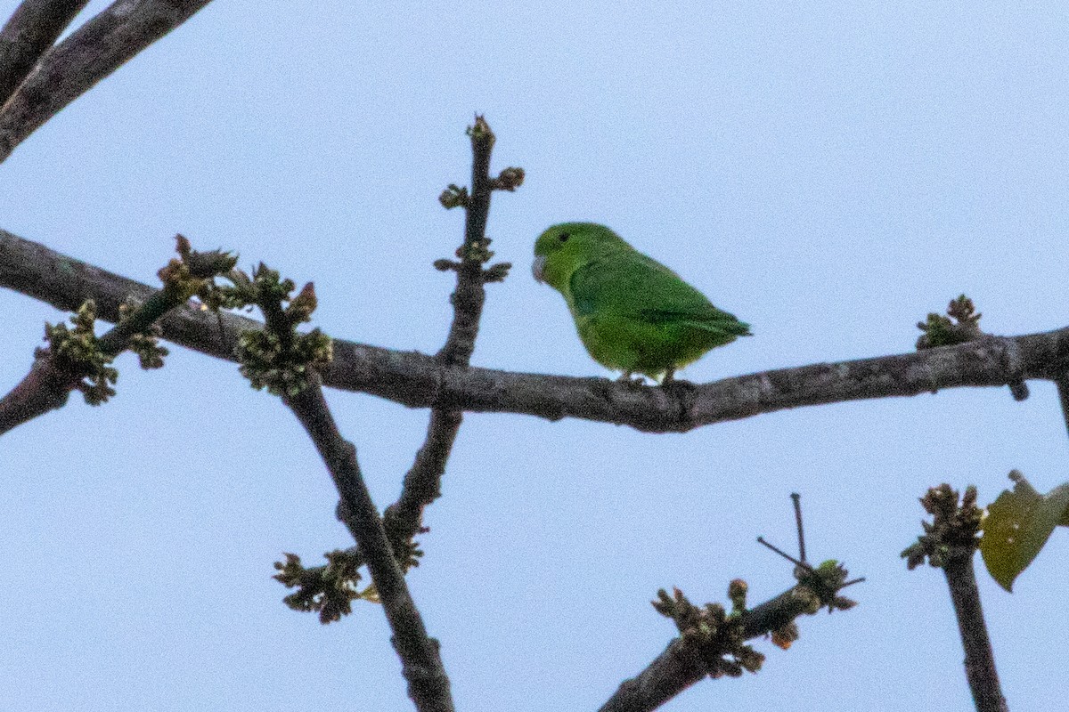 Mexican Parrotlet - ML312026721