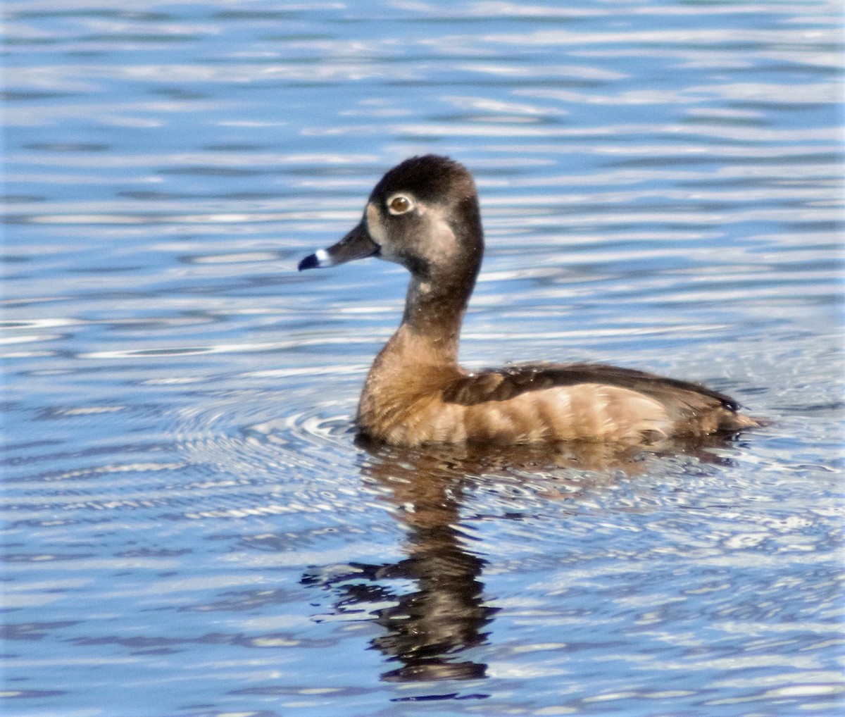 Ring-necked Duck - ML312033081