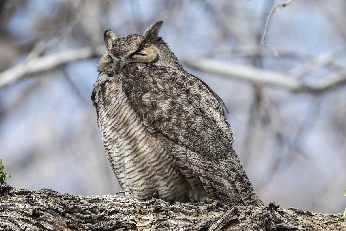 Great Horned Owl - ML312033221