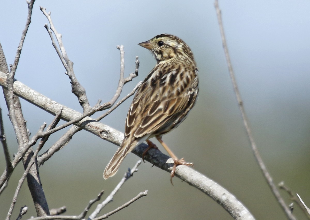 Savannah Sparrow - ML312033481